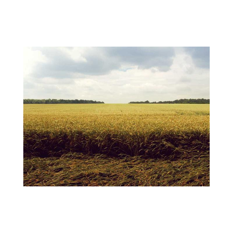 Awesome Concrete Coat fr-FR